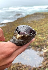 Haliotis spadicea