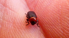 Cryptocephalus sanguinicollis