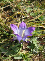 Campanula tridentata biebersteiniana