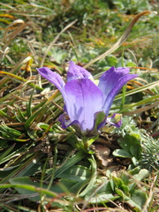 Campanula tridentata biebersteiniana