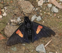 Mimoniades nurscia