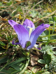 Campanula tridentata biebersteiniana