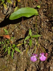 Cynorkis purpurascens