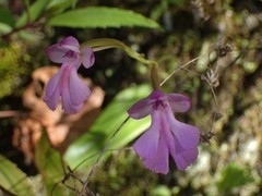 Cynorkis purpurascens