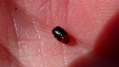 Cryptocephalus sanguinicollis