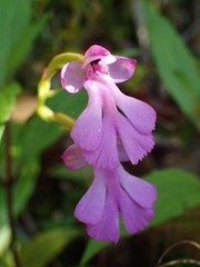 Cynorkis purpurascens