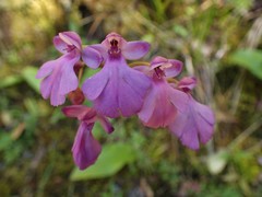 Cynorkis purpurascens