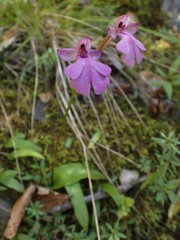 Cynorkis purpurascens