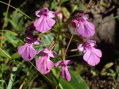 Cynorkis purpurascens
