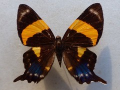 Ancyluris inca inca