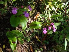 Cynorkis purpurascens