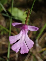 Cynorkis purpurascens