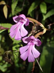 Cynorkis purpurascens