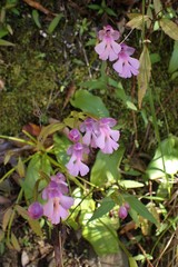 Cynorkis purpurascens