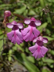 Cynorkis purpurascens