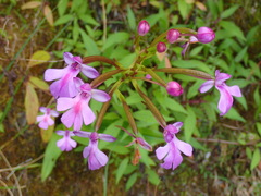 Cynorkis purpurascens