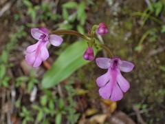 Cynorkis purpurascens