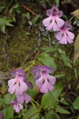 Cynorkis purpurascens