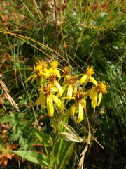 Senecio propinquus