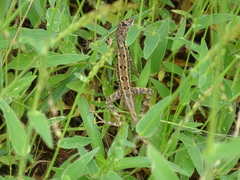 Sitana ponticeriana