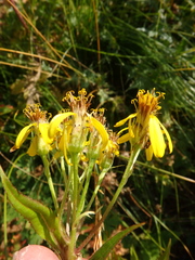 Senecio propinquus