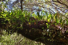 Elaphoglossum aubertii