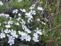 Phlox douglasii