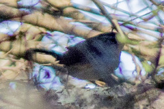 Cistothorus stellaris