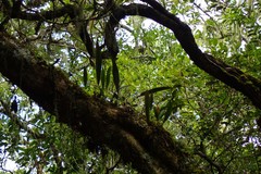 Elaphoglossum aubertii