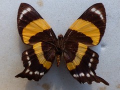 Ancyluris inca inca