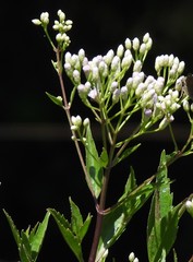 Chromolaena laevigata
