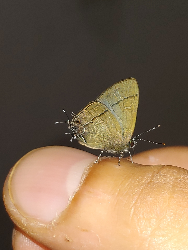 Calycopis bellera