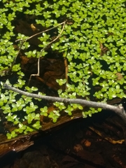 Lemna aequinoctialis