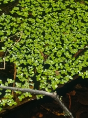 Lemna aequinoctialis