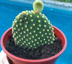 Opuntia