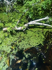 Lemna aequinoctialis