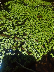 Lemna aequinoctialis