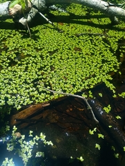 Lemna aequinoctialis