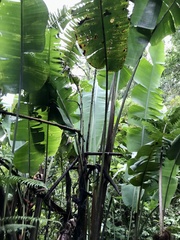 Heliconia pogonantha