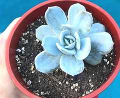 Echeveria