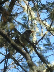 Hypsipetes borbonicus