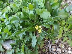 Brassicaceae