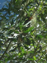 Hypsipetes borbonicus