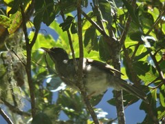 Hypsipetes borbonicus