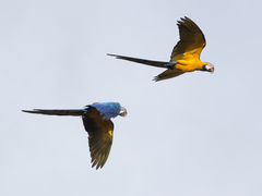 Ara ararauna
