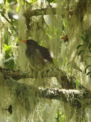 Hypsipetes borbonicus