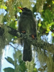 Hypsipetes borbonicus