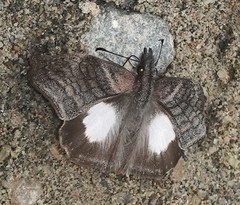 Theagenes albiplaga