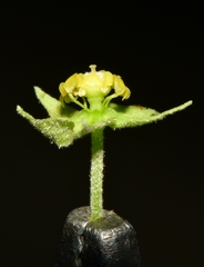 Ayenia limitaris