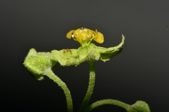 Ayenia limitaris